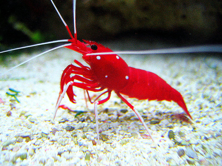 Red Fire Shrimp